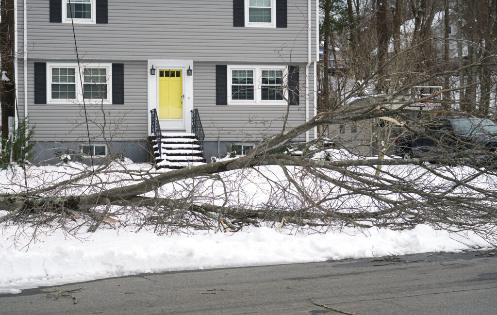 A tree fell over in a front yard